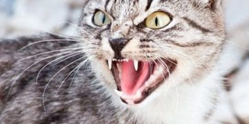 На Тернопільщині у 23 селах запроваджують карантин через сказ