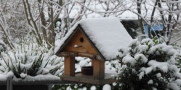 Список робіт на городі та в саду у грудні