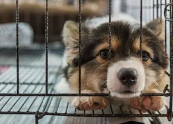 Поліція перевіряє подружжя у Тернополі, яке нібито виловлює тварин та вивозить за місто на мороз