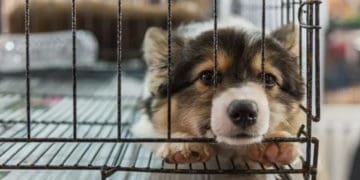 Поліція перевіряє подружжя у Тернополі, яке нібито виловлює тварин та вивозить за місто на мороз