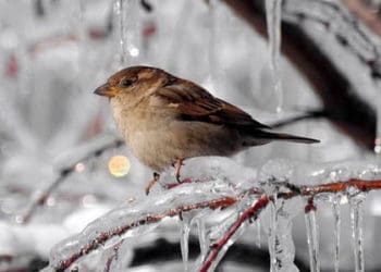 Мороз і ожеледицю прогнозують у найближчі дні у Тернополі