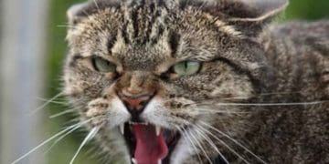 Скажений кіт подряпав дитину і її матір у Кременці