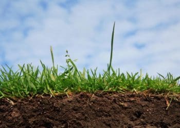 Відома на Тернопільщині агрофірма повернула землю майже на 60 мільйонів