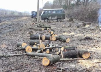незаконно позрізали зайві дерева працівники на Гусятинщині