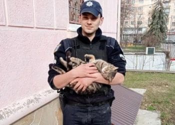 З підвалу у Тернополі рятували котика, який голосно кликав на допомогу