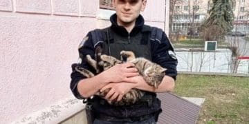 З підвалу у Тернополі рятували котика, який голосно кликав на допомогу