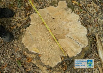 зрубане дерево