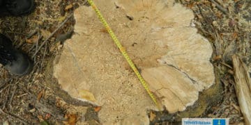 зрубане дерево