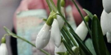 первоцвіти