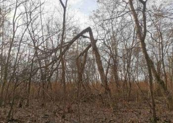 У Тернополі анонсували видалення аварійних дерев