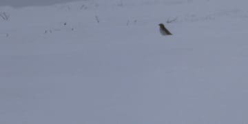 рогатий жайворонок