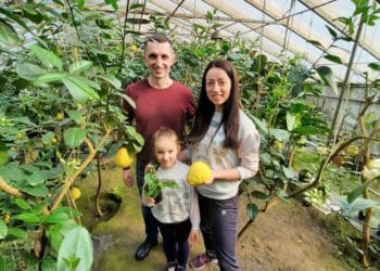 Хочете поласувати лимонами – приїздіть у Ценів на Тернопільщині