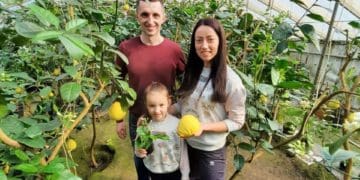 Хочете поласувати лимонами – приїздіть у Ценів на Тернопільщині