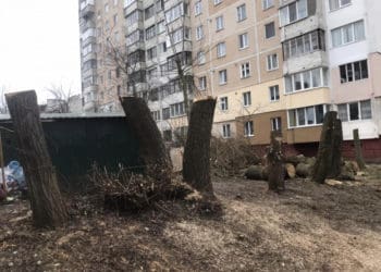 Тернопільська влада знайшла крайніх у варварській обрізці дерев