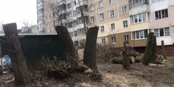 Тернопільська влада знайшла крайніх у варварській обрізці дерев