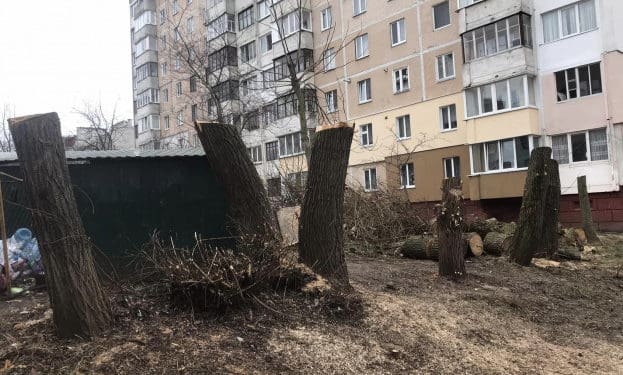 Тернопільська влада знайшла крайніх у варварській обрізці дерев