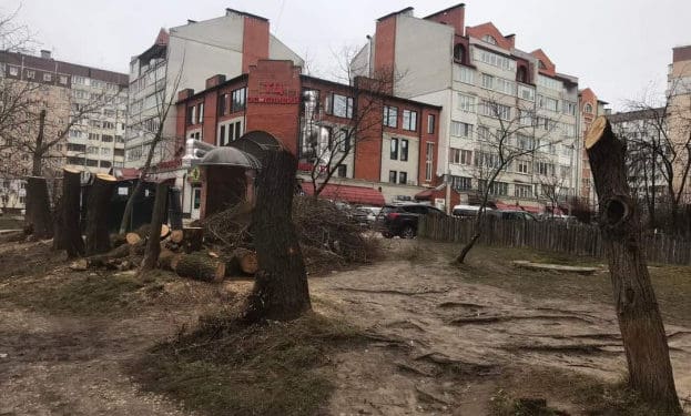 Тернопільська влада знайшла крайніх у варварській обрізці дерев