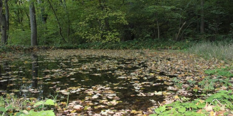 Урочище пустельника – мальовниче місце на Тернопільщині в Дністровському каньйоні