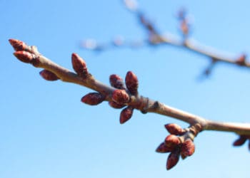 Коли треба здійснити першу обробку яблунь