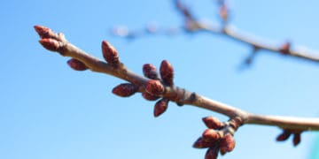 Коли треба здійснити першу обробку яблунь