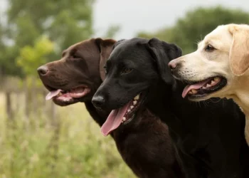 Лабрадор ретривер: характер, особливості догляду, цікаві факти