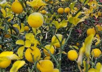 Основні помилки при вирощуванні лимона та як їх уникнути