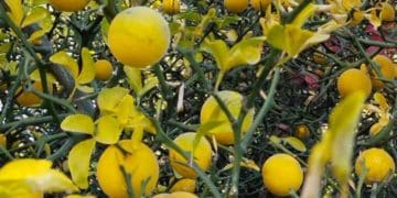 Основні помилки при вирощуванні лимона та як їх уникнути