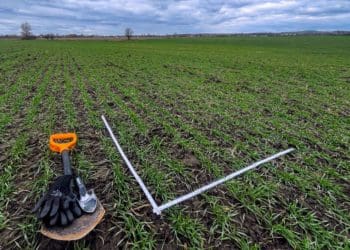 Озимина в «Контінентал» виходить із зими в доброму стані