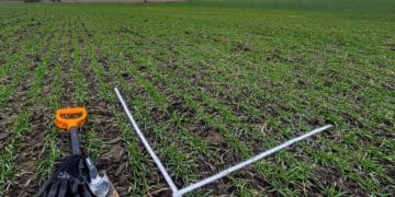 Озимина в «Контінентал» виходить із зими в доброму стані