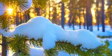 Коли сосна обіймає сонце…