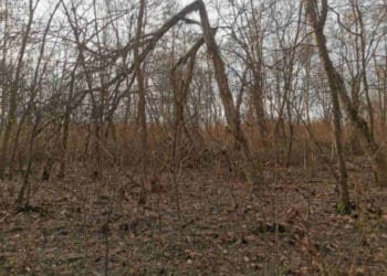 У Тернополі в парку поріжуть дерева