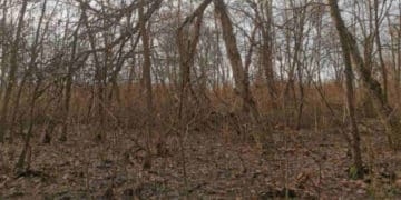 У Тернополі в парку поріжуть дерева