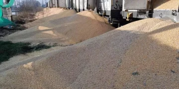 У Польщі висипали 160 тонн українського зерно з вагонів