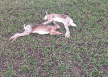 У поліції перевіряють обставини загибелі зайців на полі у Нагірянській громаді