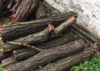 За зрізані дерева акації і ясена у ландшафтному парку відповідатиме житель Мельнице-Подільської громади