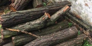 За зрізані дерева акації і ясена у ландшафтному парку відповідатиме житель Мельнице-Подільської громади