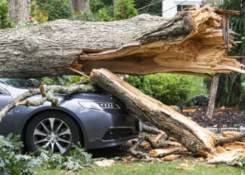 Суд змусив виконком Тернопільської міськради відшкодувати шкоду, завдану сухим деревом