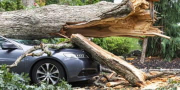 Суд змусив виконком Тернопільської міськради відшкодувати шкоду, завдану сухим деревом