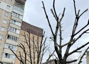 обрізали дерева