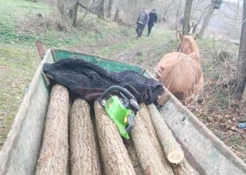 Два випадки незаконної порубки дерев на Тернопільщині: порушено кримінальні провадження