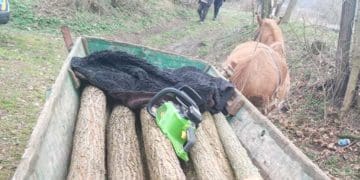 Два випадки незаконної порубки дерев на Тернопільщині: порушено кримінальні провадження