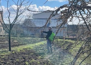 Обробка дерев: садівник з Тернопільщини розповів про догляд за садом