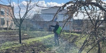 Обробка дерев: садівник з Тернопільщини розповів про догляд за садом