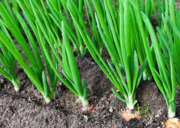 Як вирощувати цибулю-шалот