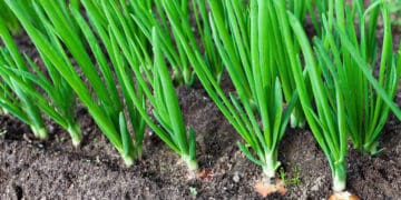 Як вирощувати цибулю-шалот