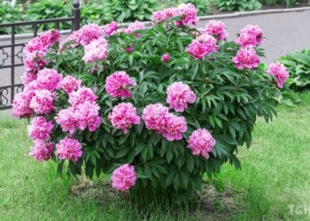 Чим та коли підживити півонії навесні для пишного цвітіння: поради з догляду