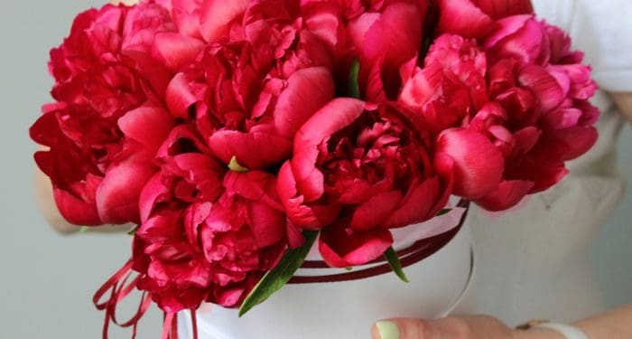 Букети з півоній — ідеальний подарунок для особливого випадку