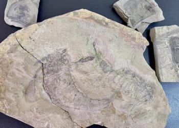 У тернополянина конфіскували унікальні древні скам’янілості, які він намагався відправити за кордон