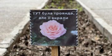 У Борщеві крадуть троянди з вулиць міста