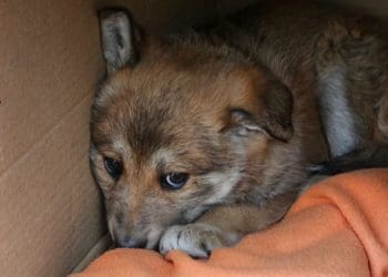 Підкинули у двір: у Тернополі шукають дім або перетримку для маленької собачки  